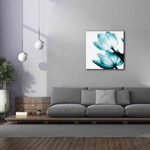 'Translucent Tulips II Teal' by Debra Van Swearingen, Canvas Wall Art,37 x 37