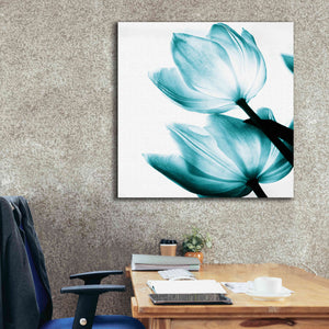 'Translucent Tulips II Teal' by Debra Van Swearingen, Canvas Wall Art,37 x 37