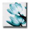 'Translucent Tulips II Teal' by Debra Van Swearingen, Canvas Wall Art,12x12x1.1x0,18x18x1.1x0,26x26x1.74x0,37x37x1.74x0