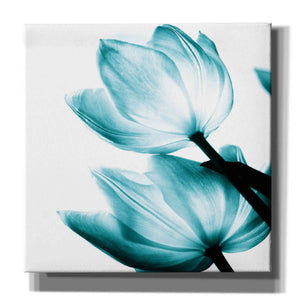 'Translucent Tulips II Teal' by Debra Van Swearingen, Canvas Wall Art,12x12x1.1x0,18x18x1.1x0,26x26x1.74x0,37x37x1.74x0