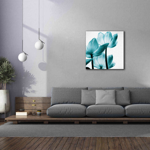 Image of 'Translucent Tulips III Teal' by Debra Van Swearingen, Canvas Wall Art,37 x 37
