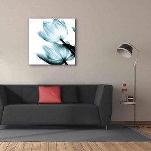 'Translucent Tulips II Aqua' by Debra Van Swearingen, Canvas Wall Art,37 x 37