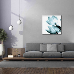 'Translucent Tulips II Aqua' by Debra Van Swearingen, Canvas Wall Art,37 x 37