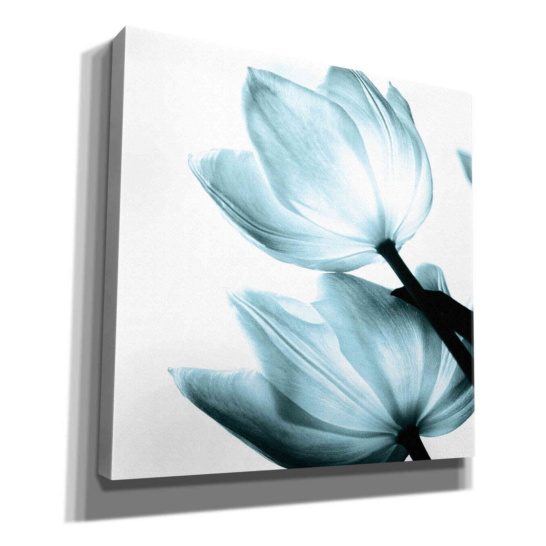 'Translucent Tulips II Aqua' by Debra Van Swearingen, Canvas Wall Art,12x12x1.1x0,18x18x1.1x0,26x26x1.74x0,37x37x1.74x0