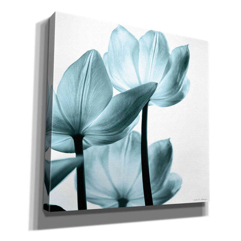 Image of 'Translucent Tulips III Aqua' by Debra Van Swearingen, Canvas Wall Art,12x12x1.1x0,18x18x1.1x0,26x26x1.74x0,37x37x1.74x0