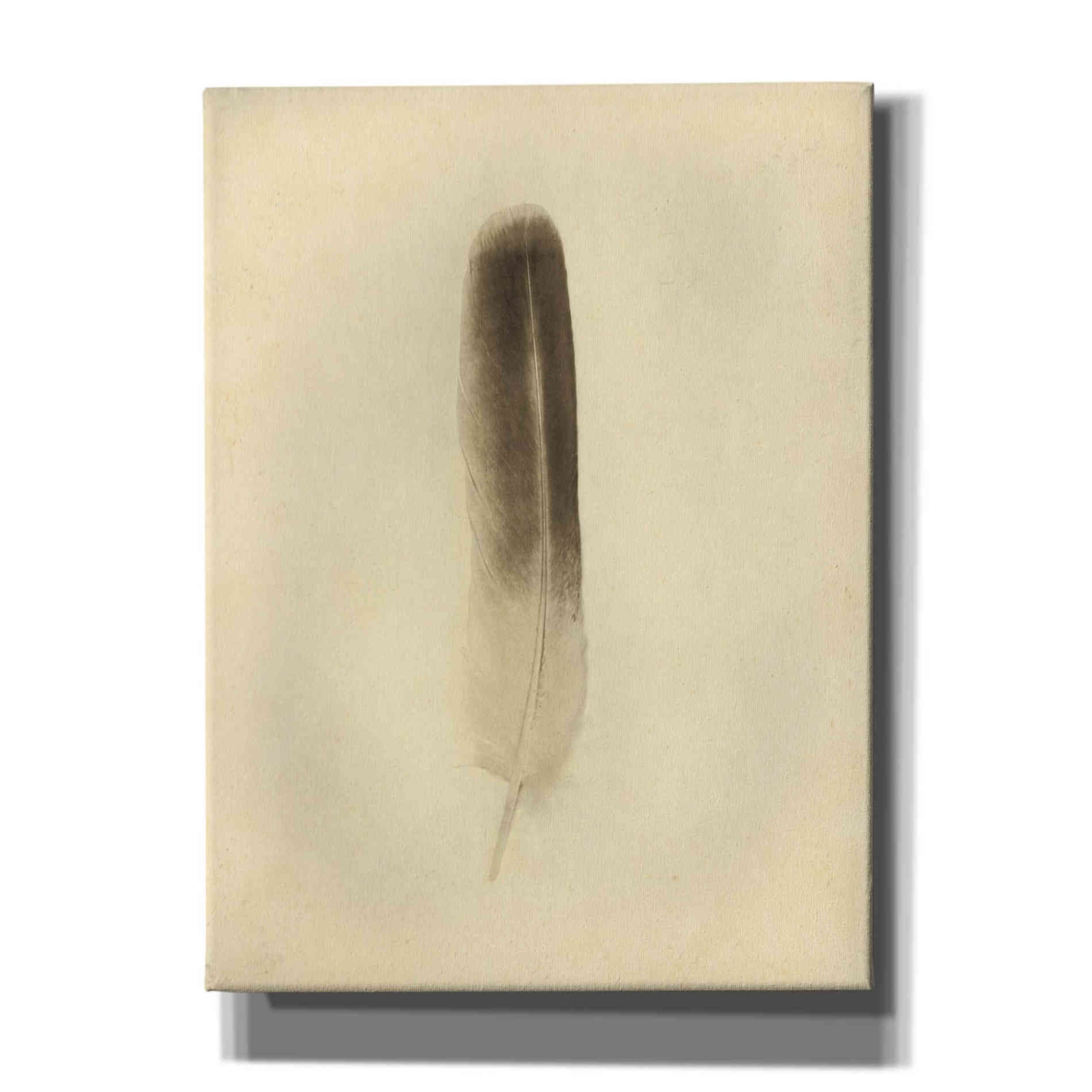 'Feather II Vintage' by Debra Van Swearingen, Canvas Wall Art,12x16x1.1x0,20x24x1.1x0,26x30x1.74x0,40x54x1.74x0