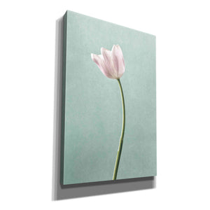 'Light Tulips I Harbor Gray' by Debra Van Swearingen, Canvas Wall Art,12x18x1.1x0,18x26x1.1x0,26x40x1.74x0,40x60x1.74x0