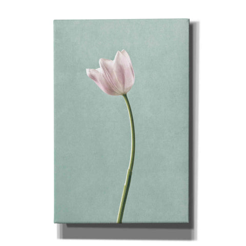 Image of 'Light Tulips I Harbor Gray' by Debra Van Swearingen, Canvas Wall Art,12x18x1.1x0,18x26x1.1x0,26x40x1.74x0,40x60x1.74x0