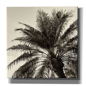 'Palm Tree Sepia I' by Debra Van Swearingen, Canvas Wall Art,12x12x1.1x0,18x18x1.1x0,26x26x1.74x0,37x37x1.74x0
