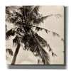 'Palm Tree Sepia II' by Debra Van Swearingen, Canvas Wall Art,12x12x1.1x0,18x18x1.1x0,26x26x1.74x0,37x37x1.74x0