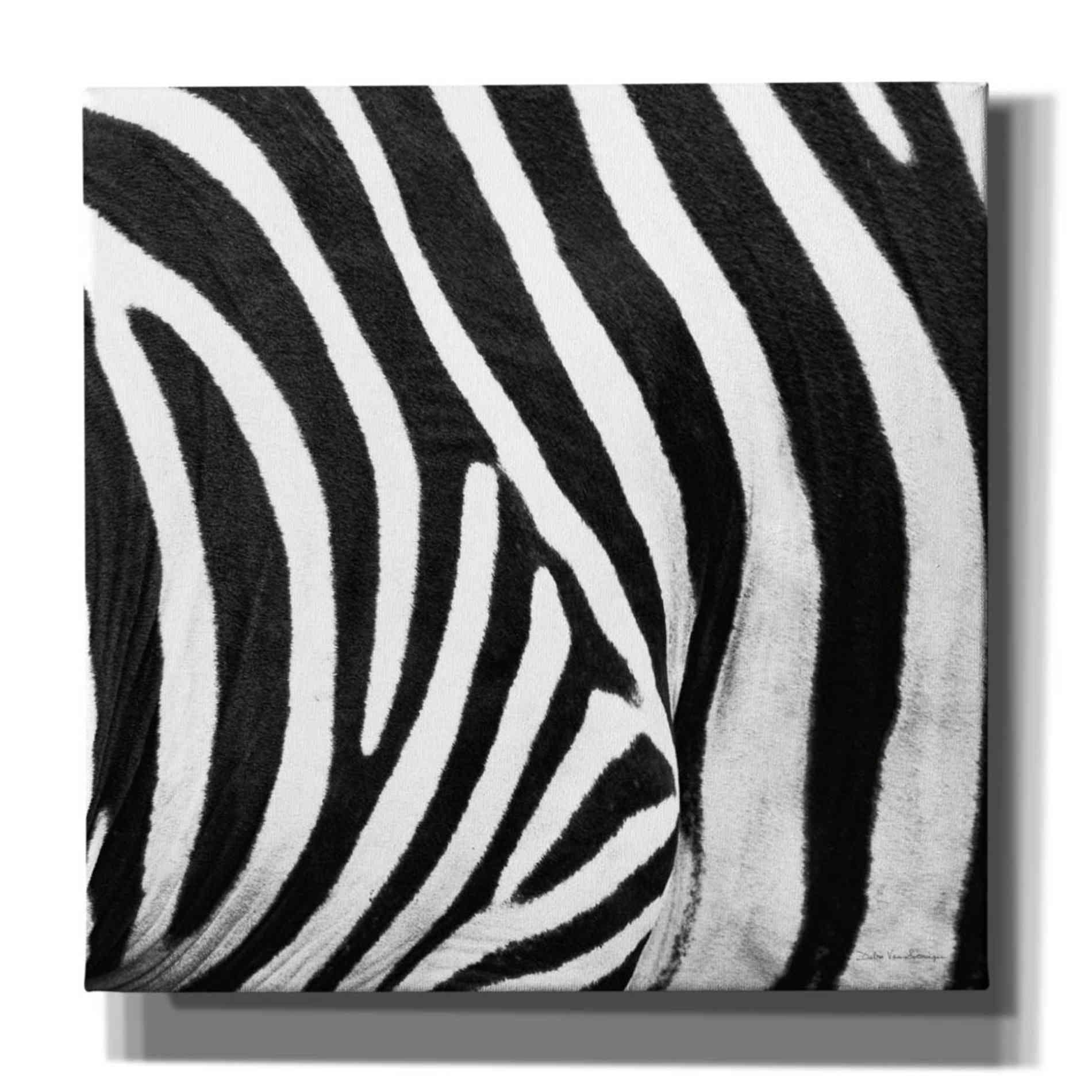 'Zebra IV' by Debra Van Swearingen, Canvas Wall Art,12x12x1.1x0,18x18x1.1x0,26x26x1.74x0,37x37x1.74x0