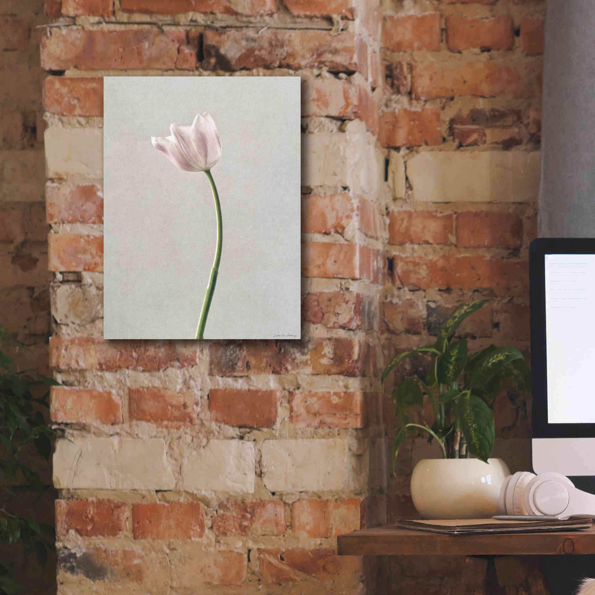 'Light Tulips I' by Debra Van Swearingen, Canvas Wall Art,12 x 16