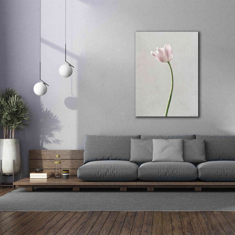 Image of 'Light Tulips I' by Debra Van Swearingen, Canvas Wall Art,40 x 54