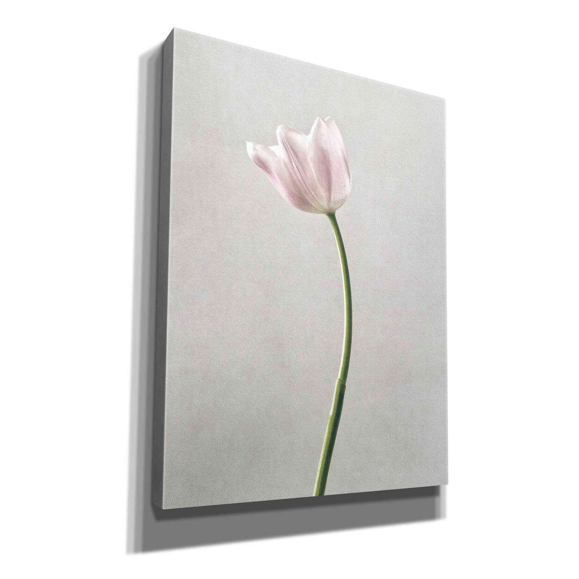 'Light Tulips I' by Debra Van Swearingen, Canvas Wall Art,12x16x1.1x0,20x24x1.1x0,26x30x1.74x0,40x54x1.74x0