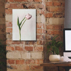 'Light Tulips II' by Debra Van Swearingen, Canvas Wall Art,12 x 16