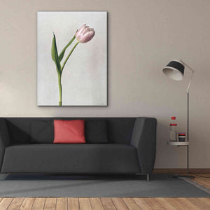 'Light Tulips II' by Debra Van Swearingen, Canvas Wall Art,40 x 54