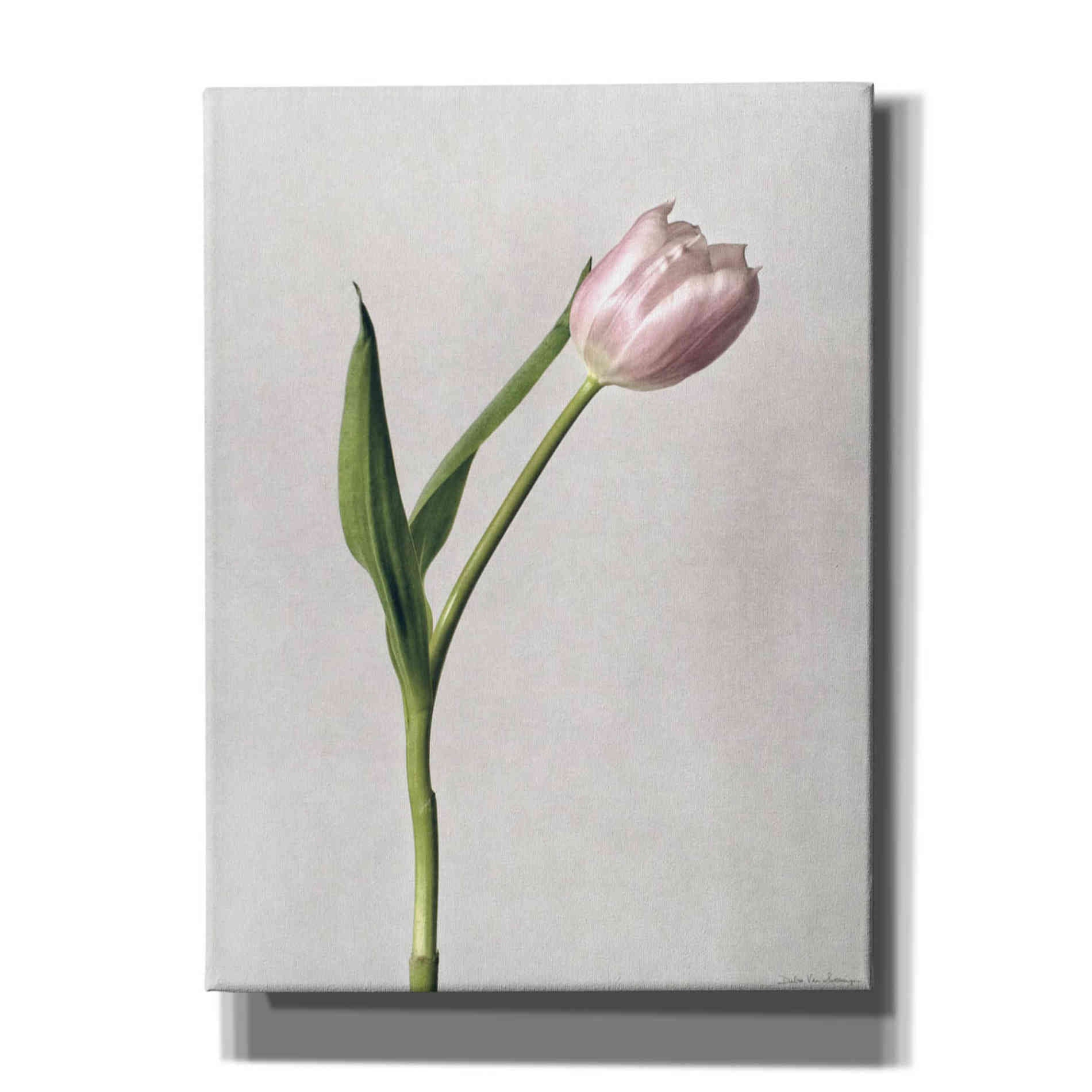 'Light Tulips II' by Debra Van Swearingen, Canvas Wall Art,12x16x1.1x0,20x24x1.1x0,26x30x1.74x0,40x54x1.74x0