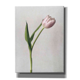 'Light Tulips II' by Debra Van Swearingen, Canvas Wall Art,12x16x1.1x0,20x24x1.1x0,26x30x1.74x0,40x54x1.74x0
