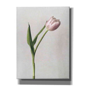 'Light Tulips II' by Debra Van Swearingen, Canvas Wall Art,12x16x1.1x0,20x24x1.1x0,26x30x1.74x0,40x54x1.74x0