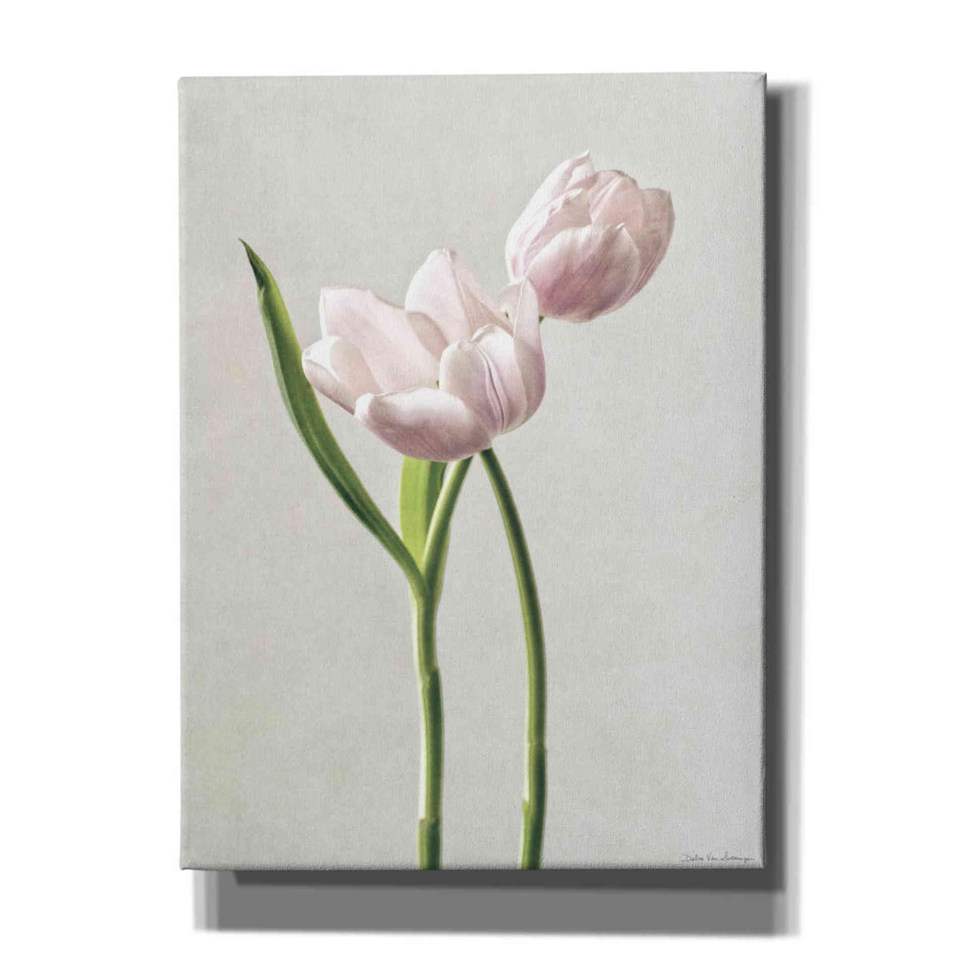 'Light Tulips III' by Debra Van Swearingen, Canvas Wall Art,12x16x1.1x0,20x24x1.1x0,26x30x1.74x0,40x54x1.74x0