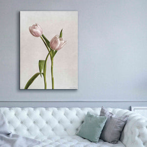 'Light Tulips IV' by Debra Van Swearingen, Canvas Wall Art,40 x 54