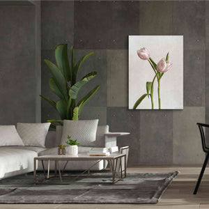 'Light Tulips IV' by Debra Van Swearingen, Canvas Wall Art,40 x 54