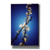 'Almost Blue' by Cesare Bellassai, Canvas Wall Art,12x18x1.1x0,18x26x1.1x0,26x40x1.74x0,40x60x1.74x0