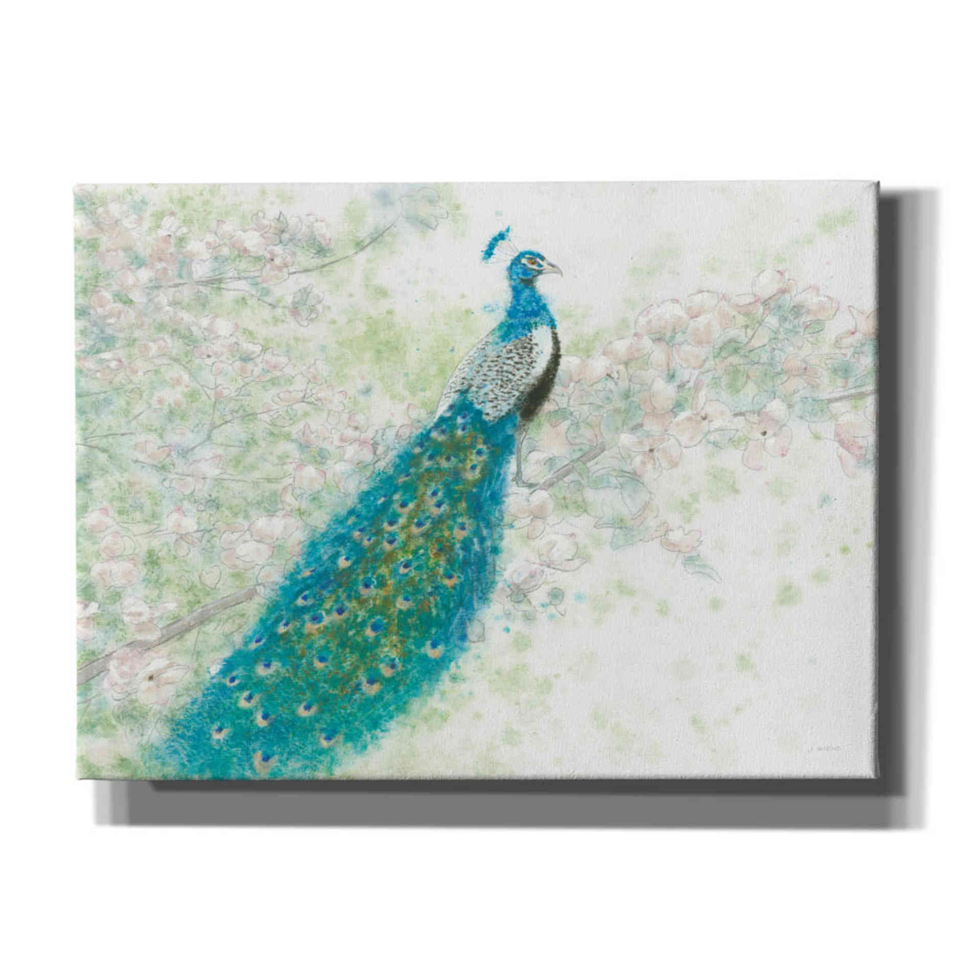 'Spring Peacock I' by James Wiens, Canvas Wall Art,16x12x1.1x0,26x18x1.1x0,34x26x1.74x0,54x40x1.74x0