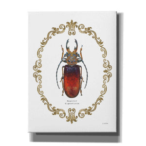 'Adorning Coleoptera I' by James Wiens, Canvas Wall Art,12x16x1.1x0,20x24x1.1x0,26x30x1.74x0,40x54x1.74x0