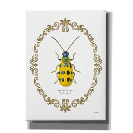 'Adorning Coleoptera VII' by James Wiens, Canvas Wall Art,12x16x1.1x0,20x24x1.1x0,26x30x1.74x0,40x54x1.74x0