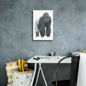 'Wild and Free II' by James Wiens, Canvas Wall Art,12 x 18