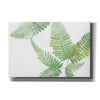 'Ferns II' by Chris Paschke, Canvas Wall Art