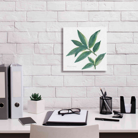 Image of 'Bay Leaf' by Chris Paschke, Canvas Wall Art,12 x 12