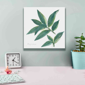 'Bay Leaf' by Chris Paschke, Canvas Wall Art,12 x 12