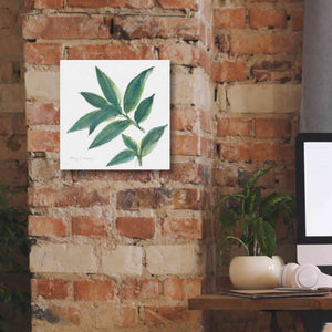 'Bay Leaf' by Chris Paschke, Canvas Wall Art,12 x 12