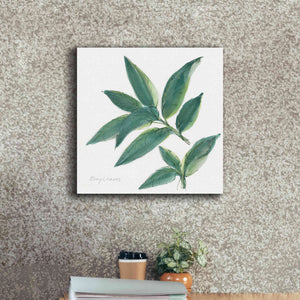 'Bay Leaf' by Chris Paschke, Canvas Wall Art,18 x 18
