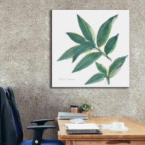 'Bay Leaf' by Chris Paschke, Canvas Wall Art,37 x 37