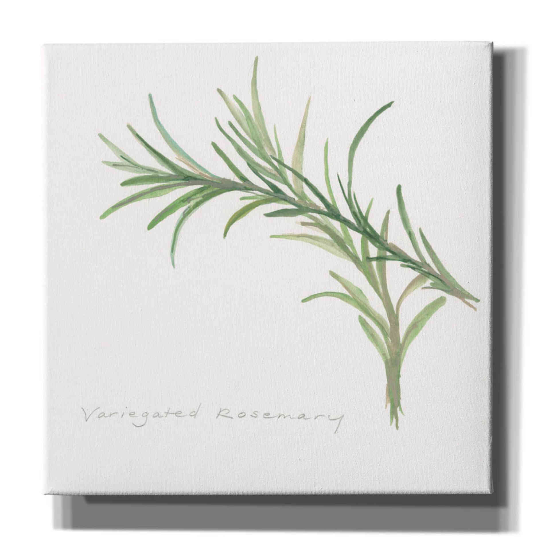 'Variegated Rosemary' by Chris Paschke, Canvas Wall Art