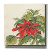 'Poinsettia I' by Chris Paschke, Giclee Canvas Wall Art