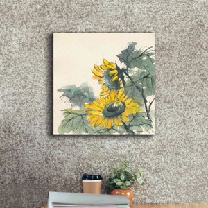 'Sunflower II' by Chris Paschke, Giclee Canvas Wall Art,18 x 18