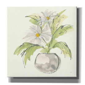 'Plant Daisy II' by Chris Paschke, Giclee Canvas Wall Art