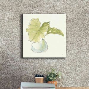 'Plant Big Leaf I' by Chris Paschke, Giclee Canvas Wall Art,18 x 18