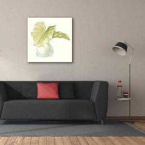 'Plant Big Leaf I' by Chris Paschke, Giclee Canvas Wall Art,37 x 37
