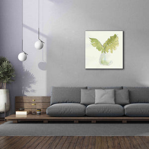 'Plant Big Leaf II' by Chris Paschke, Giclee Canvas Wall Art,37 x 37