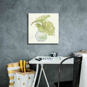 'Plant Big Leaf III' by Chris Paschke, Giclee Canvas Wall Art,18 x 18
