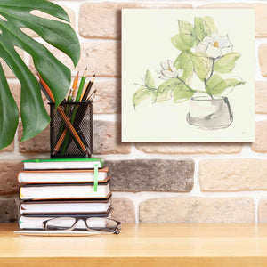 'Plant Magnolia I' by Chris Paschke, Giclee Canvas Wall Art,12 x 12