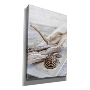 'Zen Style Driftwood Seashell Still' by Andrea Haase, Giclee Canvas Wall Art