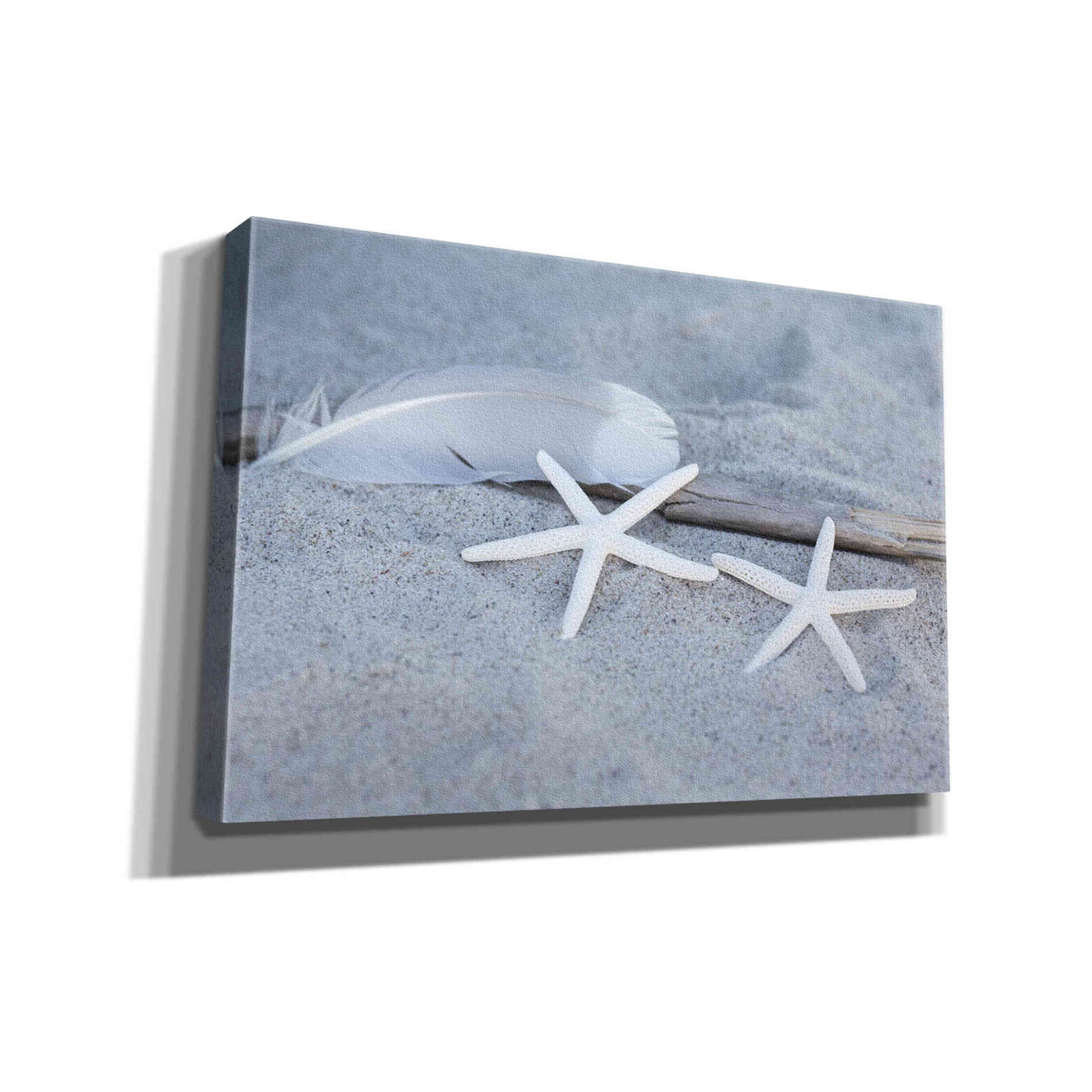 'Starfish Feather Beach Still' by Andrea Haase, Giclee Canvas Wall Art