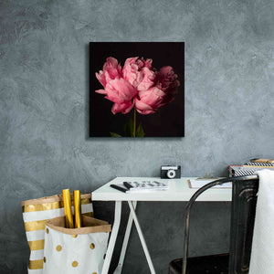 'Perfect Peony' by Leah McLean Giclee Canvas Wall Art,18 x 18