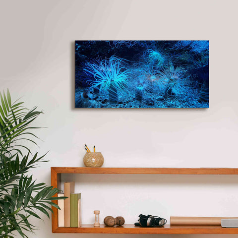 Image of 'Anemone Jungle' by Epic Portfolio, Giclee Canvas Wall Art,24x12